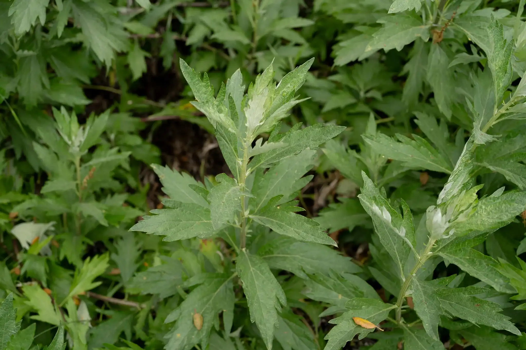 Artemisia Gardens, ecological garden care and landscaping in the East Bay