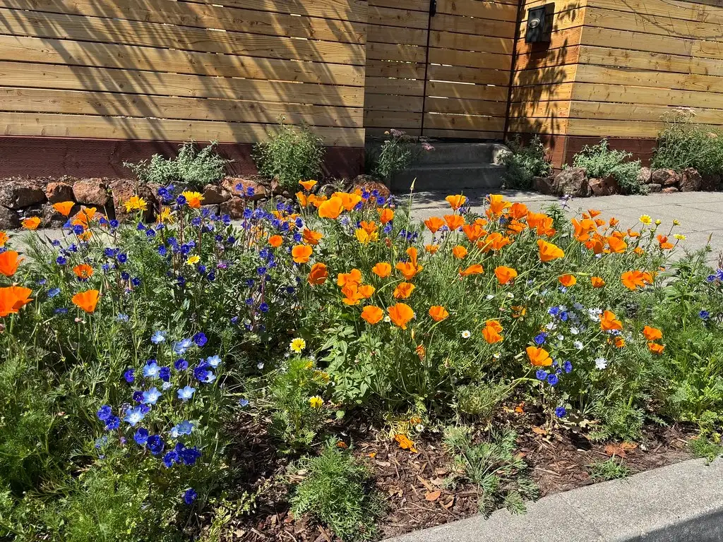 California poppies and other native California wildflowers in bloom along a front garden path
